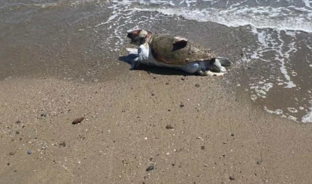 Alanya Sahilinde &Uuml;z&uuml;c&uuml; Manzara: İki Caretta Caretta &Ouml;l&uuml; Bulundu