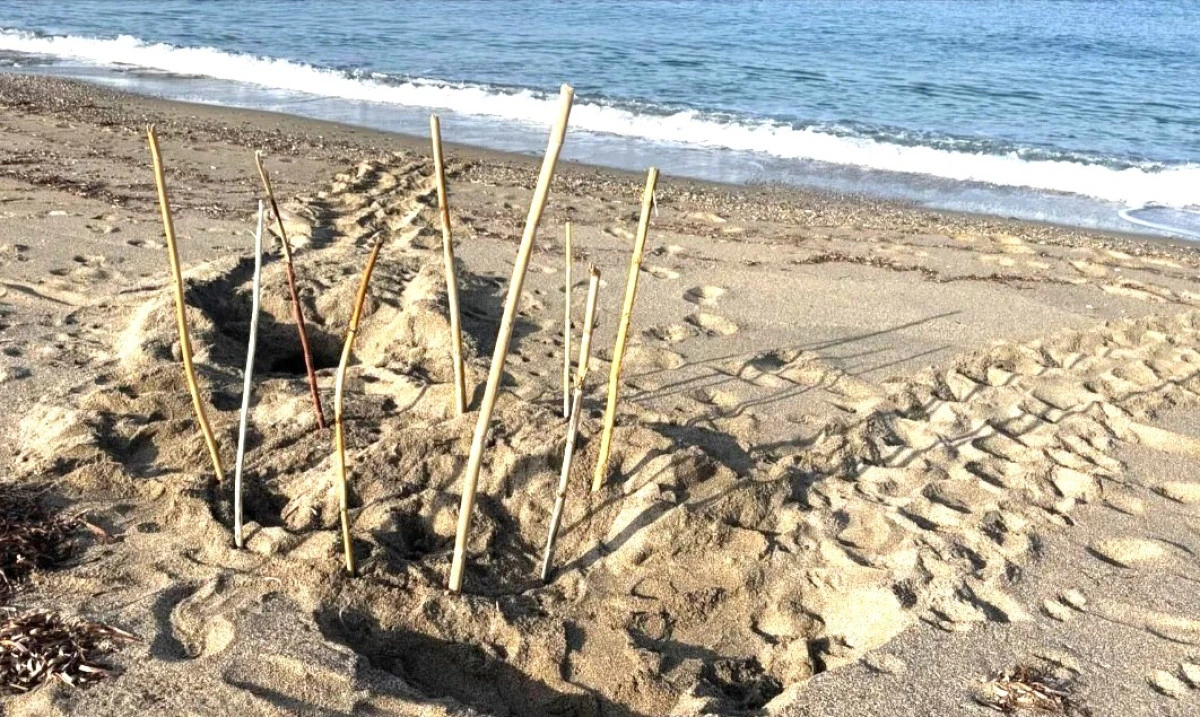 Alanya&rsquo;da 2026&rsquo;nın İlk Caretta Caretta Yuvası Tespit Edildi