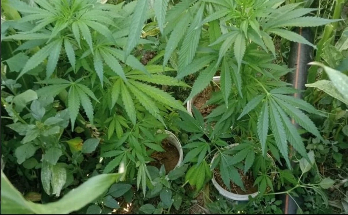 Alanya&rsquo;da Evinde 27 K&ouml;k Kenevirle Yakalanan Şahıs Tutuklandı