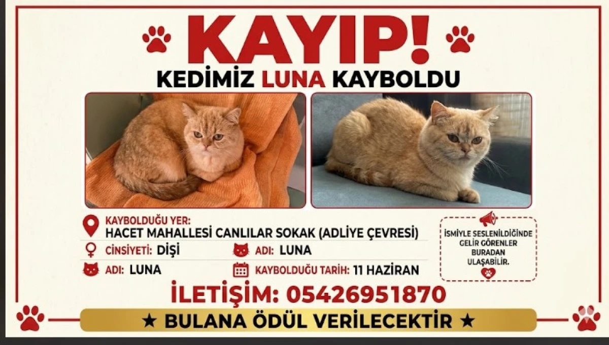 Alanya&rsquo;da Kayıp Alarmı: Luna Her Yerde Aranıyor!