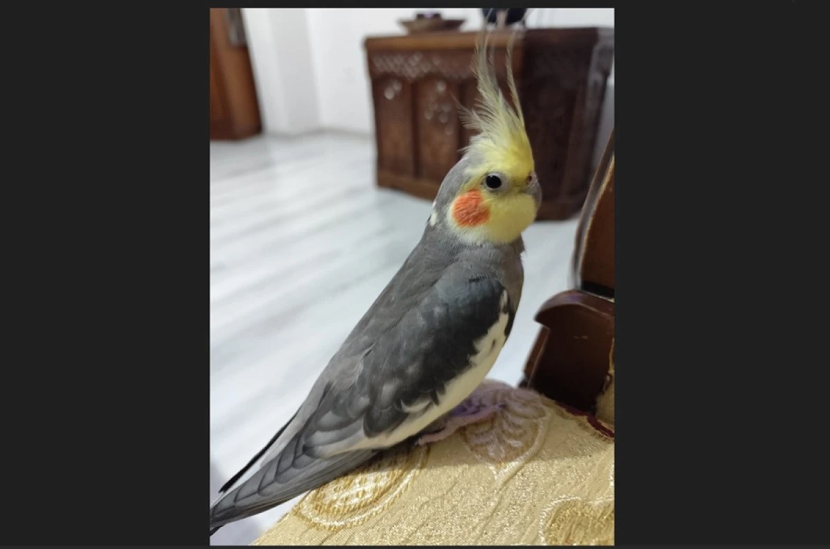 Alanya&rsquo;da Kayıp Papağan İ&ccedil;in Seferberlik! Sultan Her Yerde Aranıyor