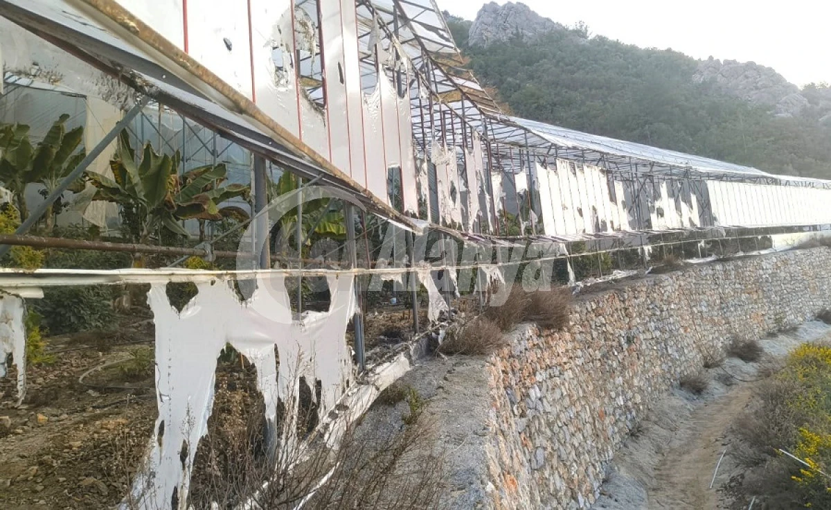 Alanya&rsquo;da Muz Serası Kundaklandı: 3 Tutuklama