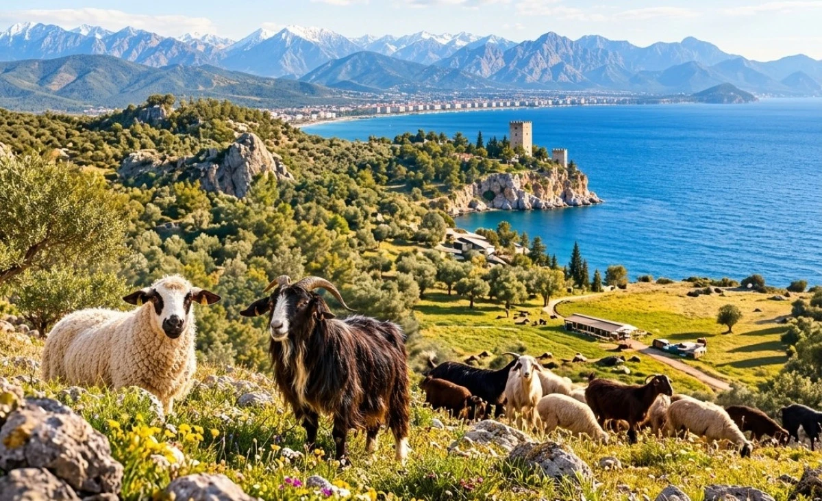 Antalya Damızlık Koyun Ke&ccedil;i Birliği&rsquo;ne birincilik derecesi