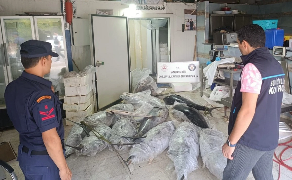 Antalya'da Ka&ccedil;ak Balık Operasyonu: 603 Kilogram Yasaklı Su &Uuml;r&uuml;n&uuml; Ele Ge&ccedil;irildi