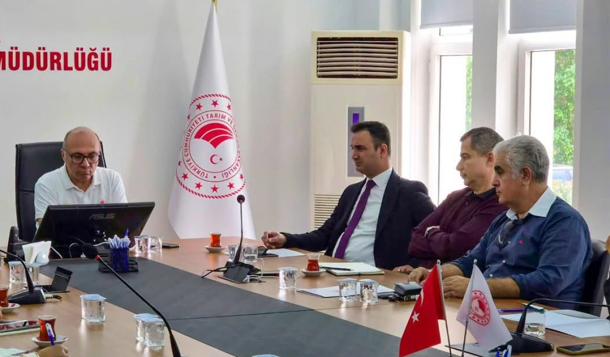 Antalya&rsquo;da zeytinyağı yarışması hazırlığı