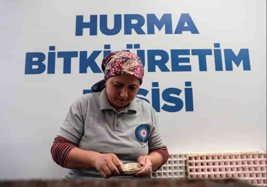 B&uuml;y&uuml;kşehir Belediyesi kendi &uuml;rettiği &ccedil;i&ccedil;ek ve bitkilerle yıllık 22 milyon lira tasarruf ediyor
