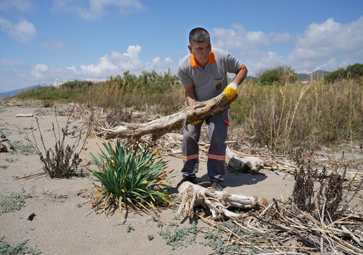 Demirtaş Sahilinde Doğa İ&ccedil;in Seferberlik: Kum Zambakları Ve Carettalar Koruma Altında