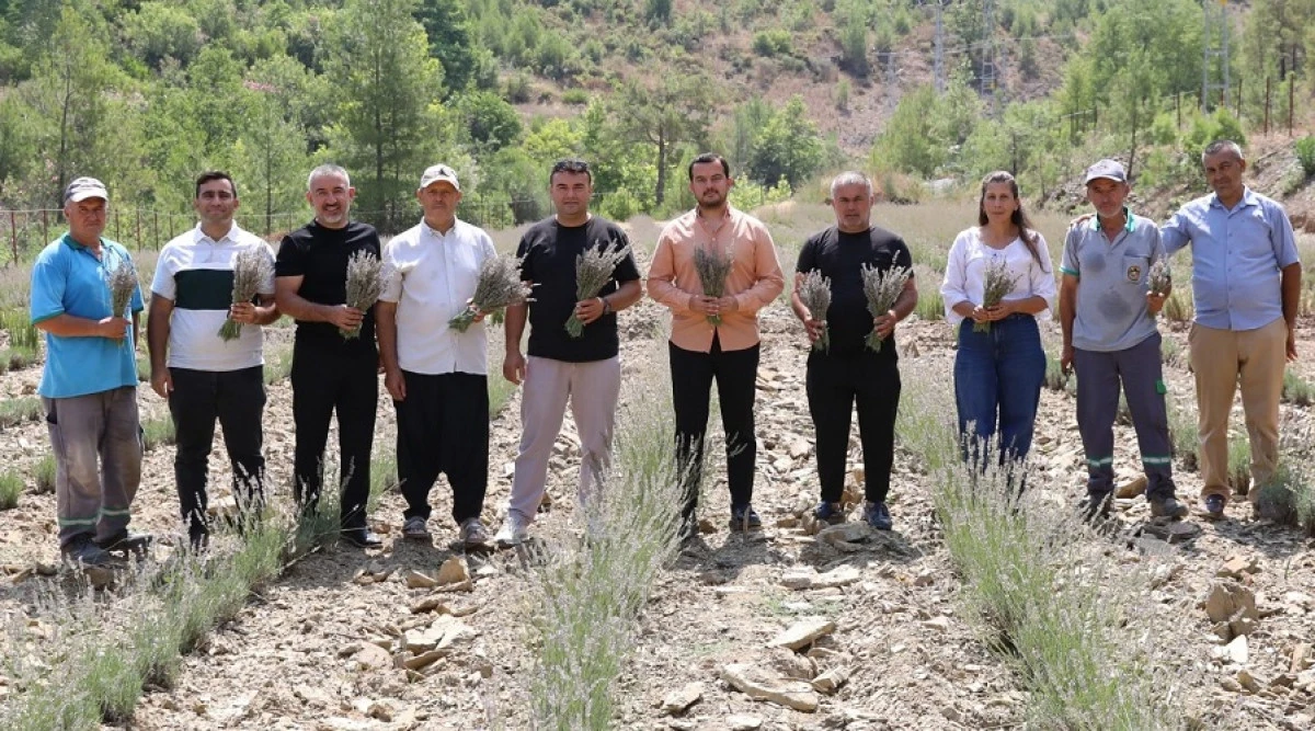 Fakırcalı'da Lavanta Hasadı Başladı: 30 Bin Fide İlk Kez Bi&ccedil;ildi