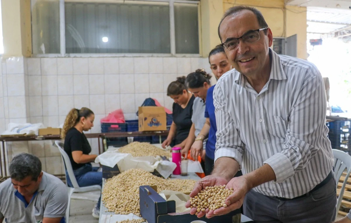 Gazipaşa&rsquo;da Cimbiti Yaylası&rsquo;nda Nohut Hasadı Yapıldı