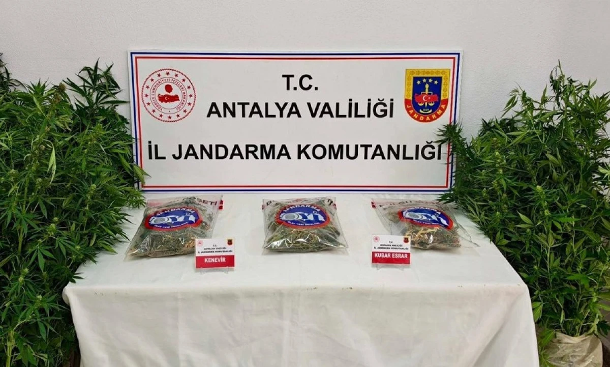 Gazipaşa&rsquo;da Uyuşturucu Operasyonu: 146 K&ouml;k Kenevir Ele Ge&ccedil;irildi