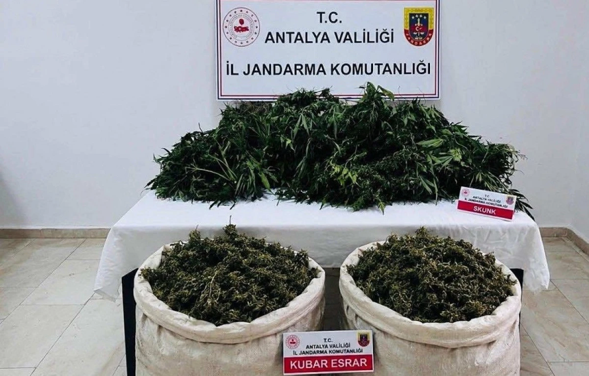 Serik'te Uyuşturucu Operasyonu: 11 Kilo Esrar ve 200 K&ouml;k Kenevir Ele Ge&ccedil;irildi
