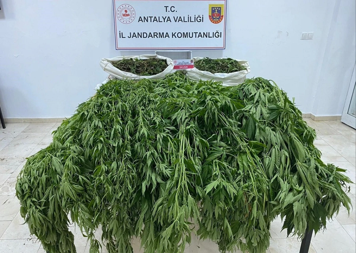 Serik&rsquo;te Uyuşturucuya Darbe: Serada Skunk Ele Ge&ccedil;irildi