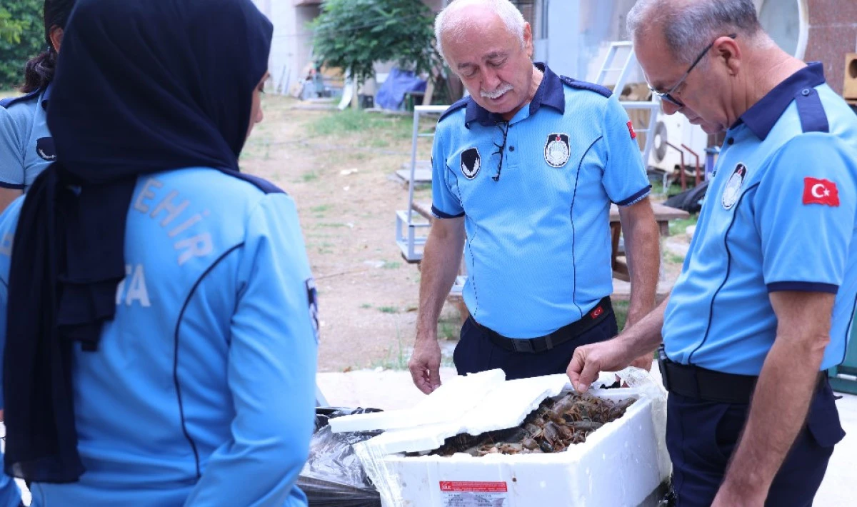 Soğuk Zincire Uymayan 90 Kilo Kerevit İmha Edildi