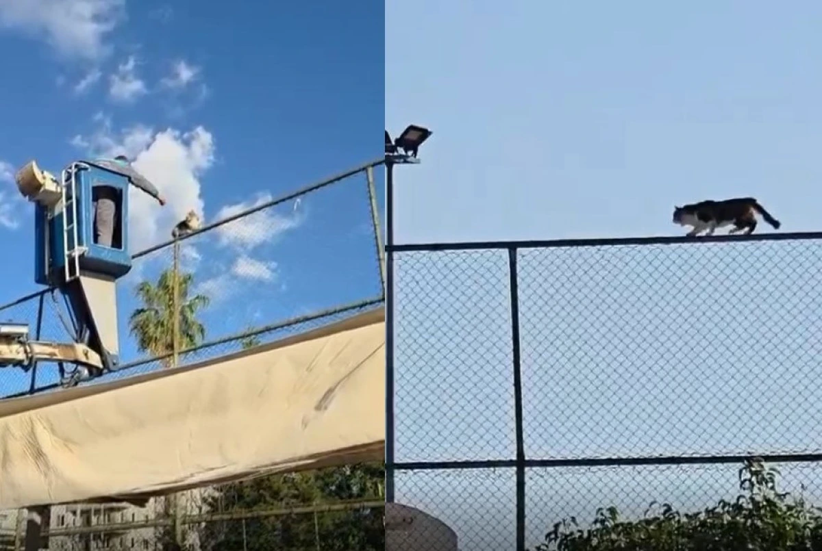 Tenis Kortunun &Uuml;zerinde Mahsur Kalan Kedi Kurtarıldı