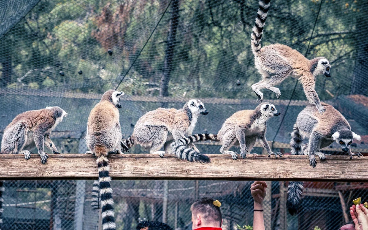 Zabumafu, Antalya Doğal Yaşam Parkı&rsquo;nın Yeni G&ouml;zdesi Oldu