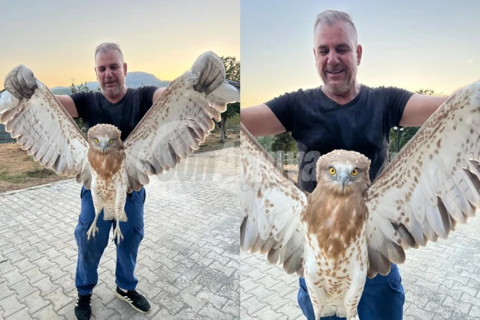 Alanya&rsquo;da Yaralı Kartal Badem Ağacı Mahallesi&rsquo;nde Bulundu, Tedaviye Alındı